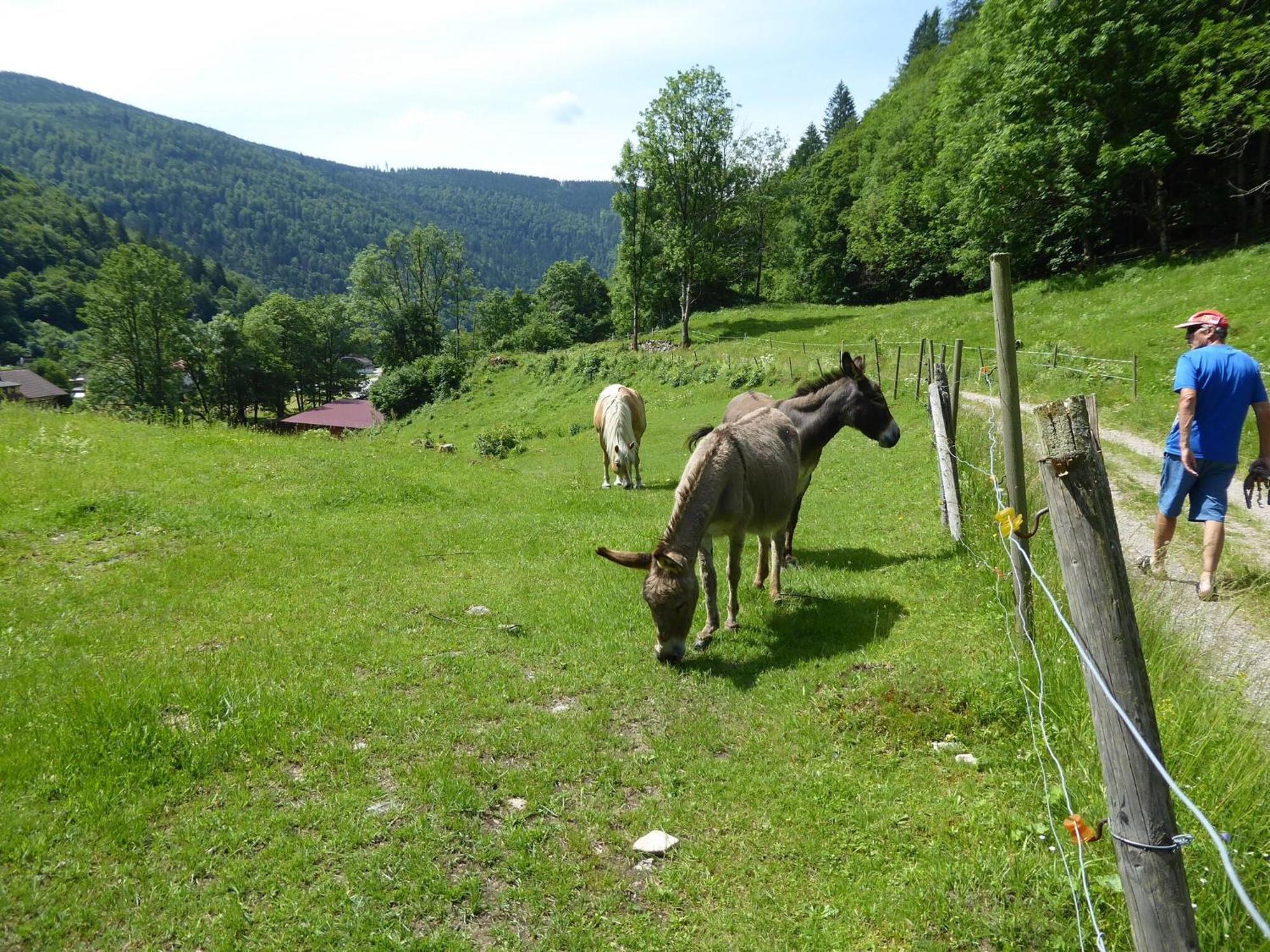 In Brandenberg With Terrace Apartment Todtnau